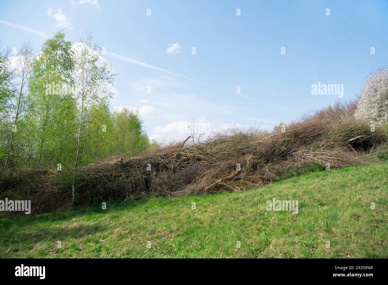 Siepe di Deadwood in un prato, pratica conservazione della natura, luogo di nidificazione e di foraggio per uccelli e insetti, Duesseldorf, Nord Foto Stock