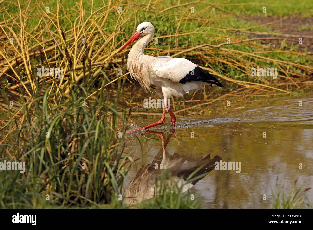 Cicogna bianca (Ciconia ciconia) Foto Stock