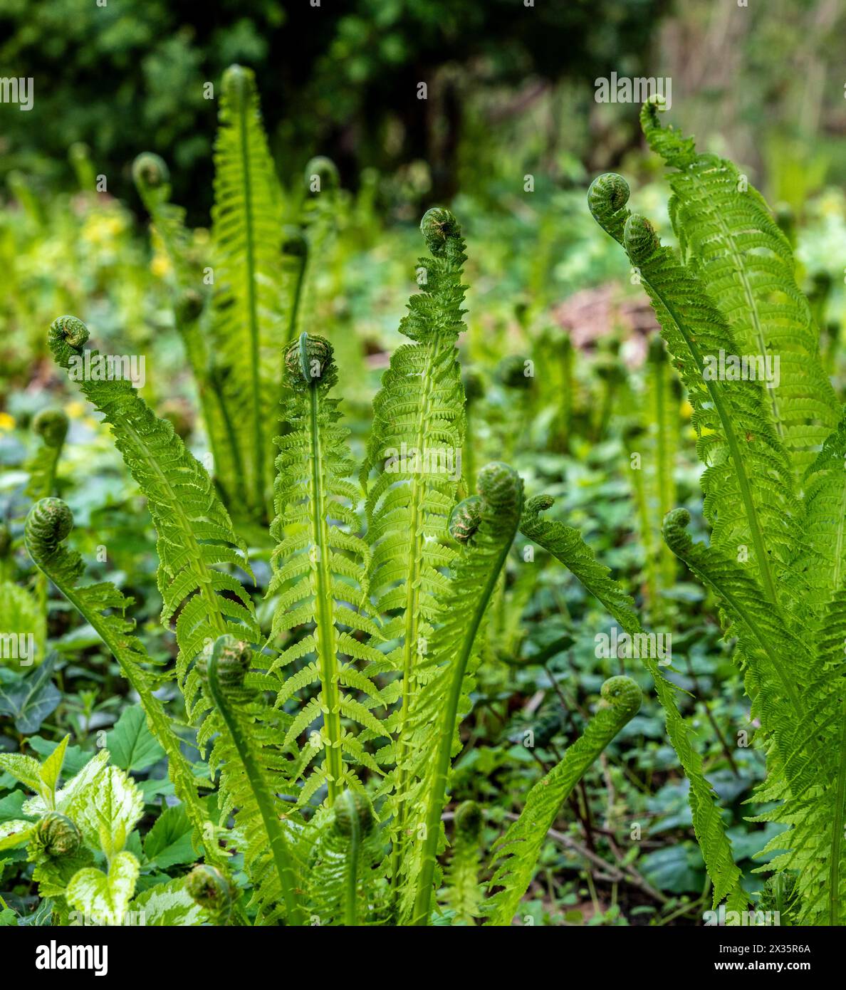 Pianta di spore vascolare, felce nella foresta, Berlino, Germania Foto Stock