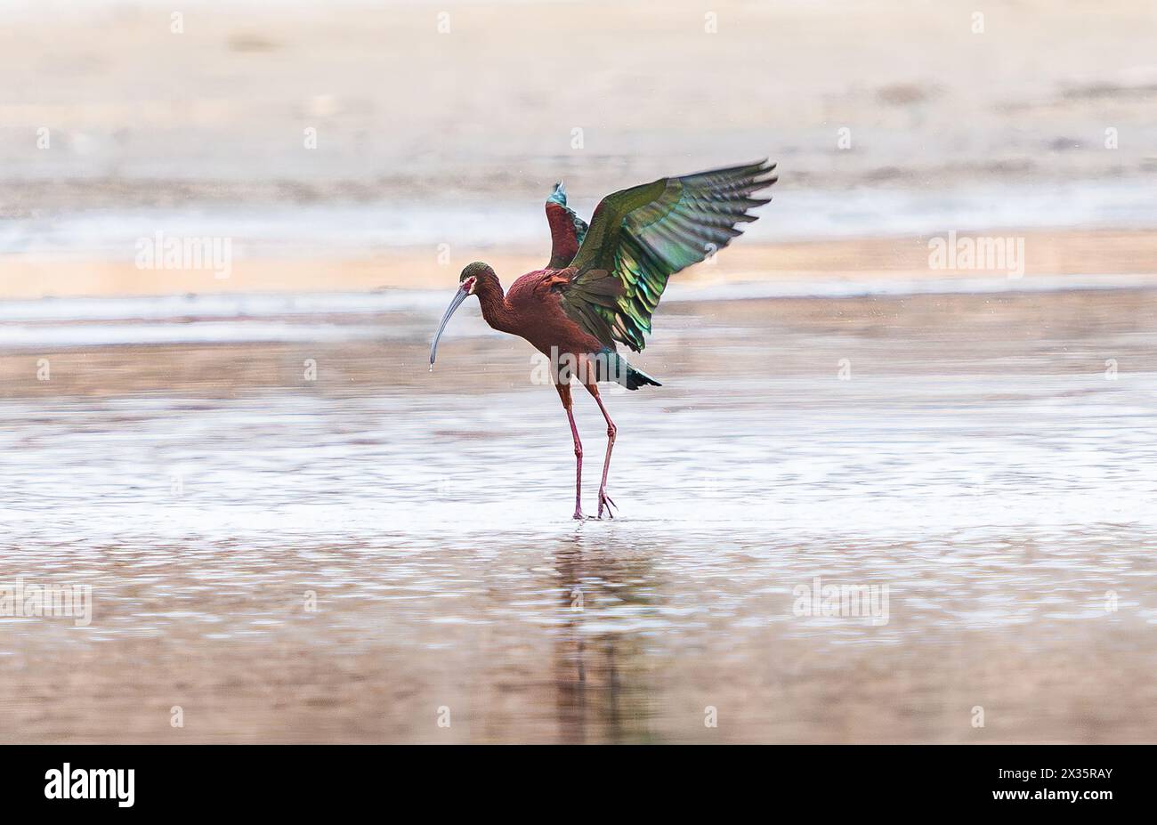 Un uccello Ibis dalla faccia bianca con splendide piume che sbattono le ali durante la colorata stagione riproduttiva in primavera. Foto Stock