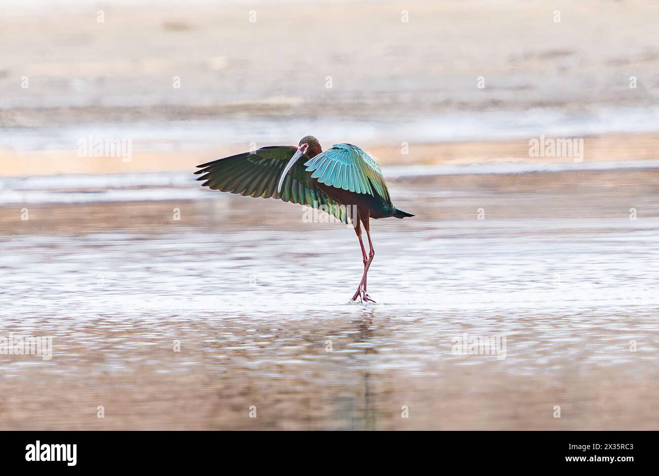 Un uccello Ibis dalla faccia bianca al culmine della stagione riproduttiva che sbatte le sue colorate piume delle ali mentre nuota in un lago poco profondo. Foto Stock