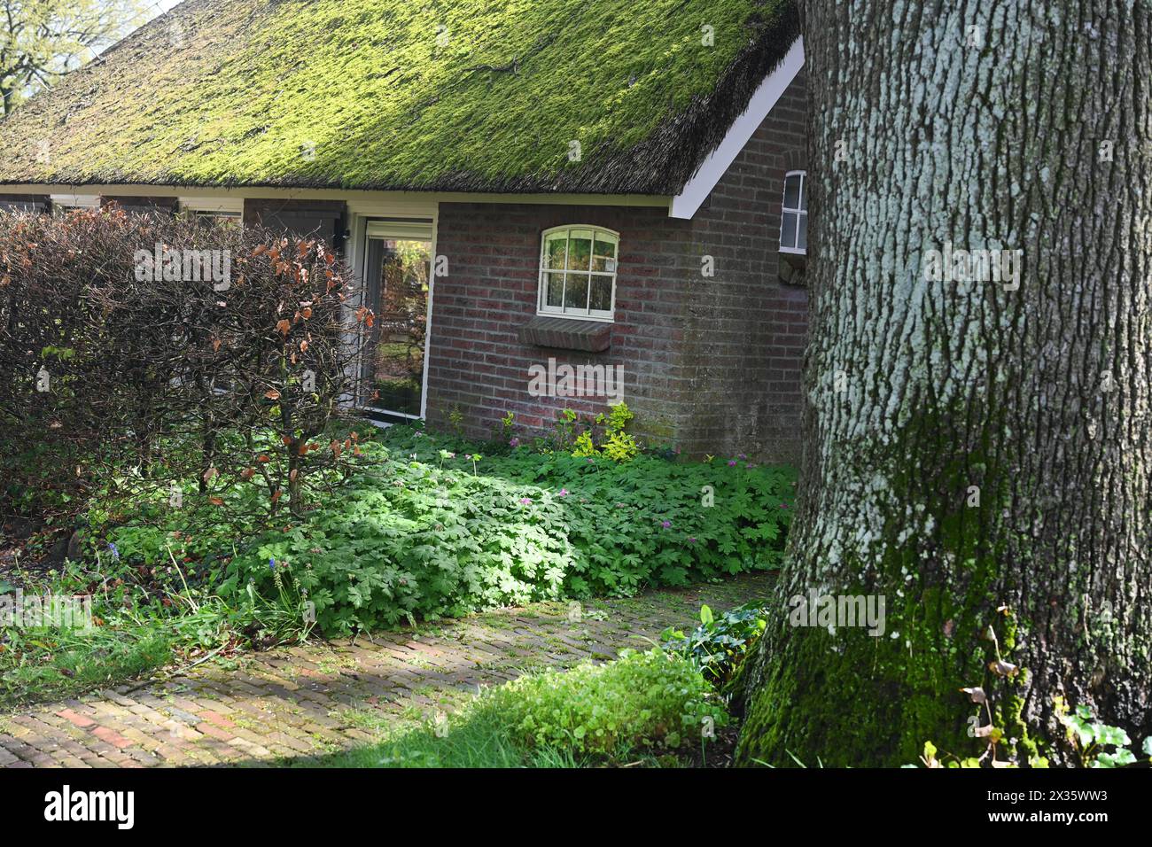 NL, Eesergroen: La primavera caratterizza il paesaggio, le città e gli abitanti della provincia di Drenthe nei Paesi Bassi. Il pittoresco villaggio di EES in Foto Stock