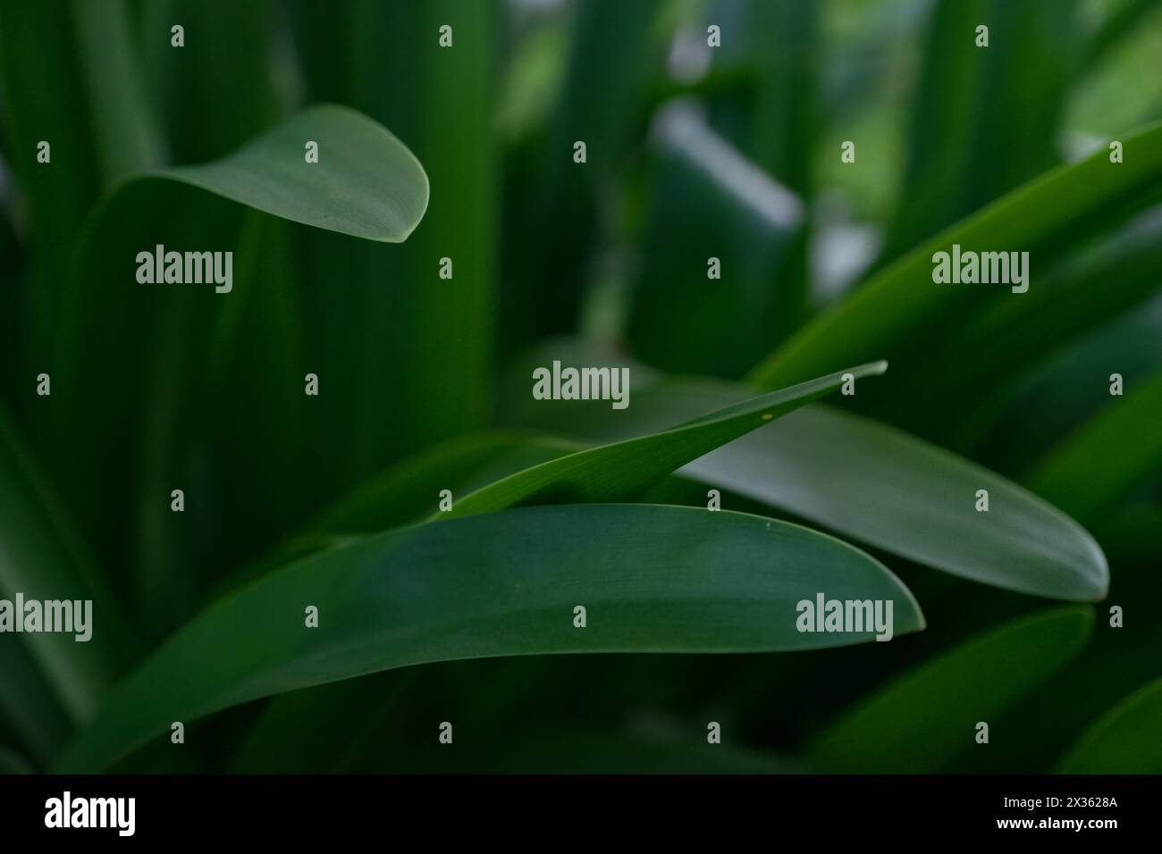 Un insetto è seduto su una foglia di erba verde Foto Stock