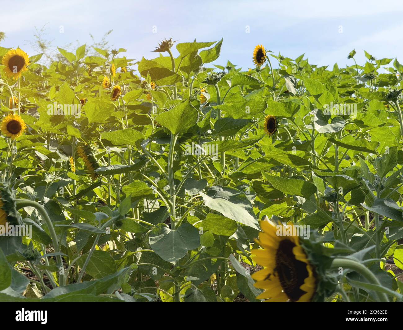 Il campo di piante di girasole cresce nella piantagione agricola sullo sfondo blu del cielo Foto Stock