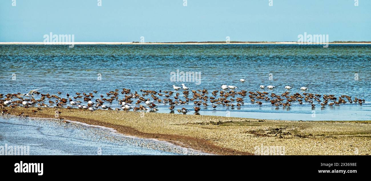 Migrazione delle limicolae (predominano stint, dunlin e curlew sandpiper) sulla costa di Arabatskaya Strelka, lago Sivash. Stop-over di maggio Foto Stock