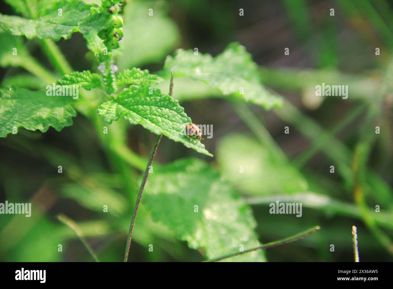 Macrofotografia di un coccinello arroccato sulle foglie Foto Stock