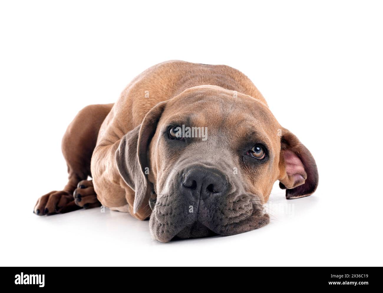 Cucciolo di Mastino italiano davanti a uno sfondo bianco Foto Stock