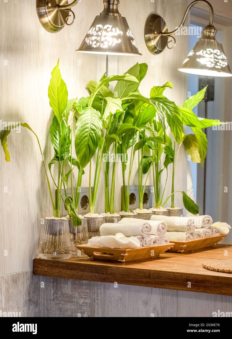 Spathiphyllum cochlearispathum comunemente chiamato giglio della pace che cresce in acqua nel vetro Foto Stock