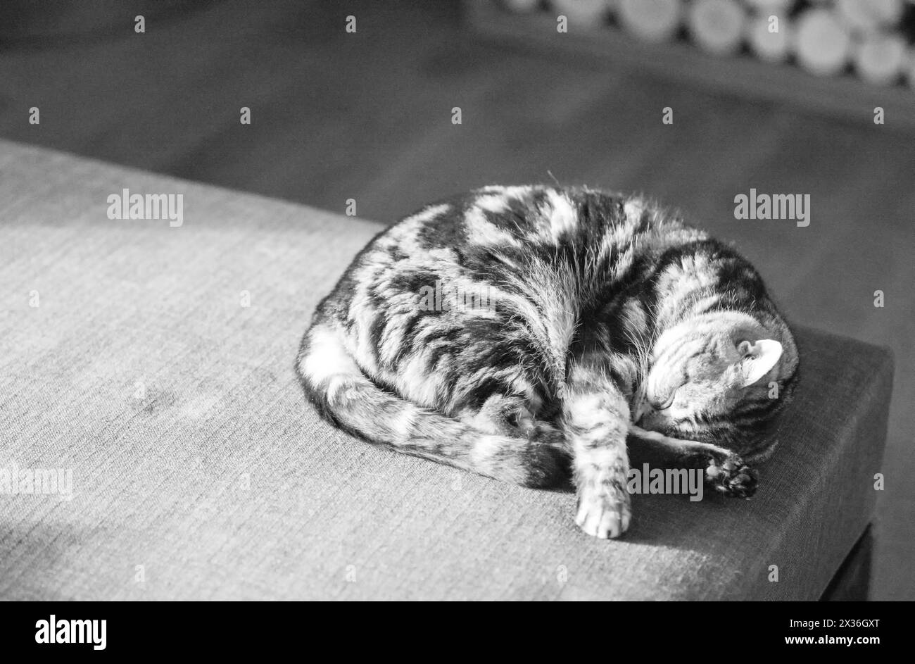 gatto tabby grigio che dorme sul divano, foto al chiuso, nessuna persona, in bianco e nero Foto Stock