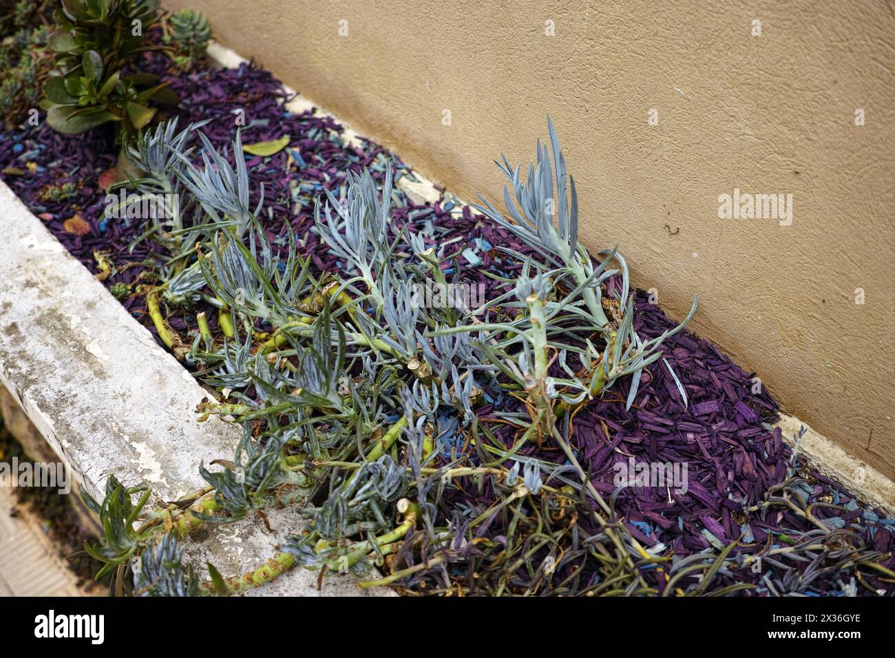 aiuola di fiori mal coltivata con trucioli di legno colorati, shot diurno Foto Stock