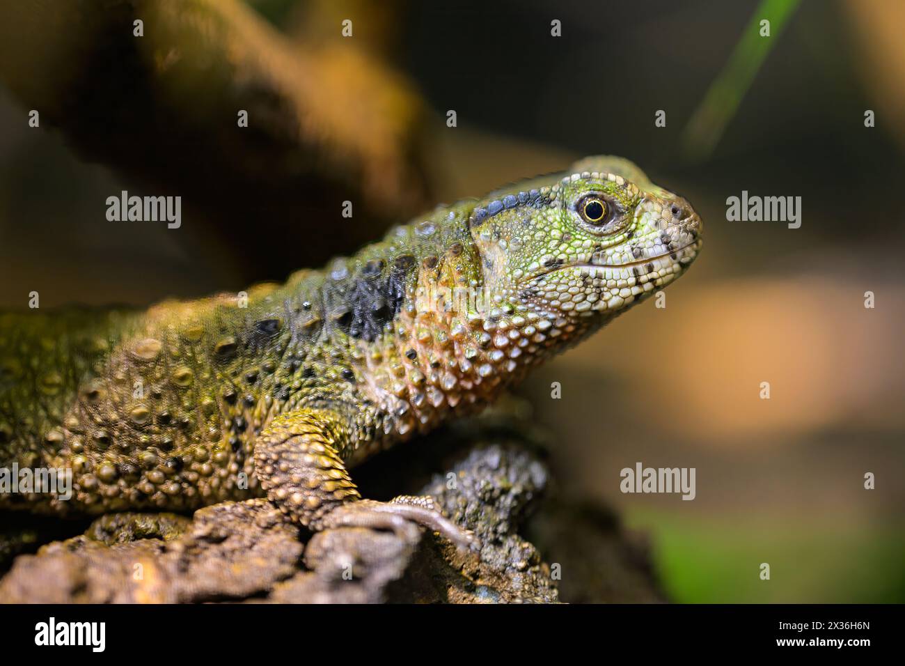 Una lucertola di coccodrillo cinese (Shinisaurus crocodilurus) che riposa su un tronco, zoo di Vienna (Autria) Foto Stock