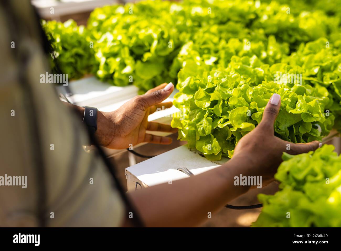 Una giovane agricoltrice afroamericana sta esaminando la lattuga in una serra in una fattoria idroponica Foto Stock