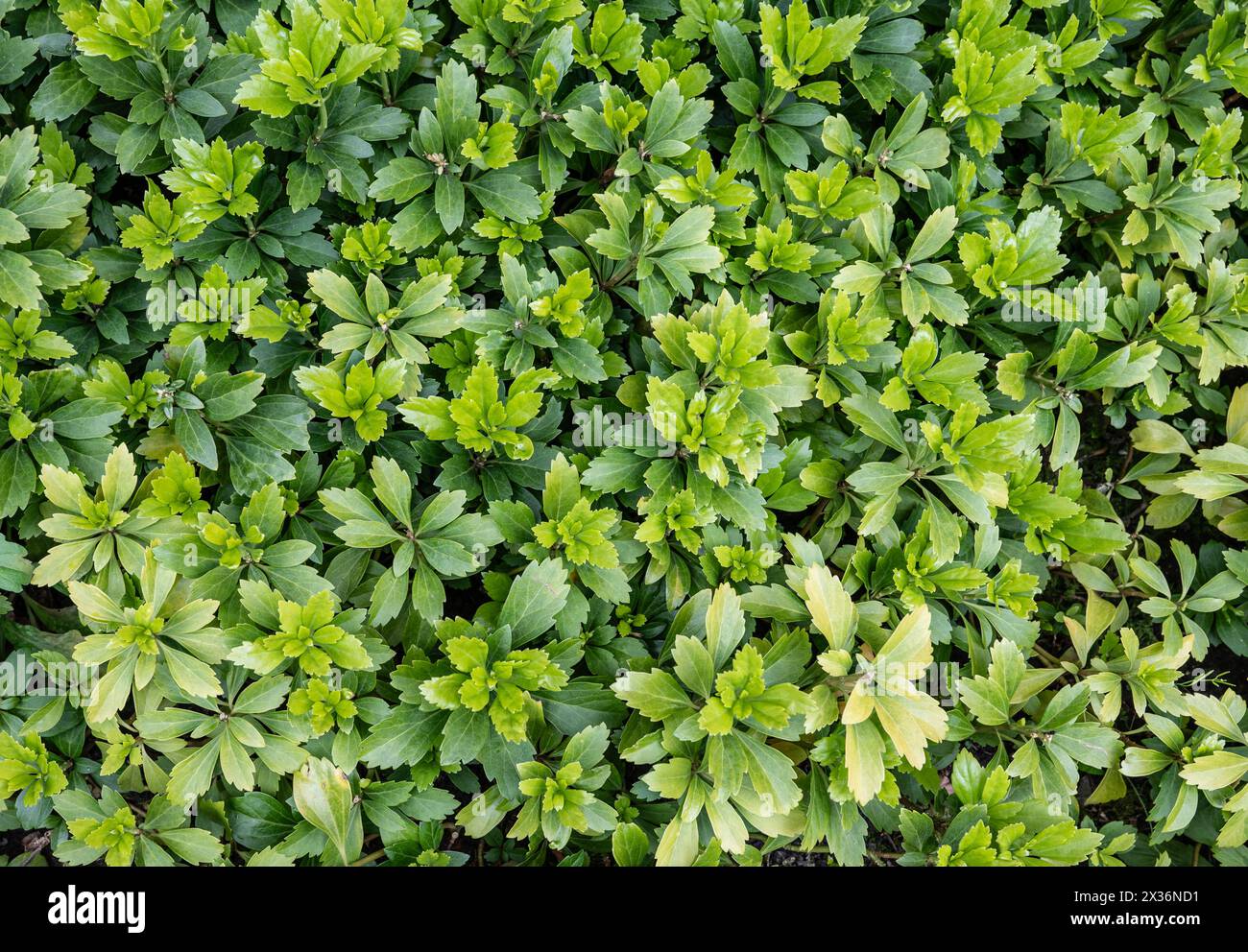Copertura verde del terreno con foglie della pianta di Pachysandra. Foto Stock