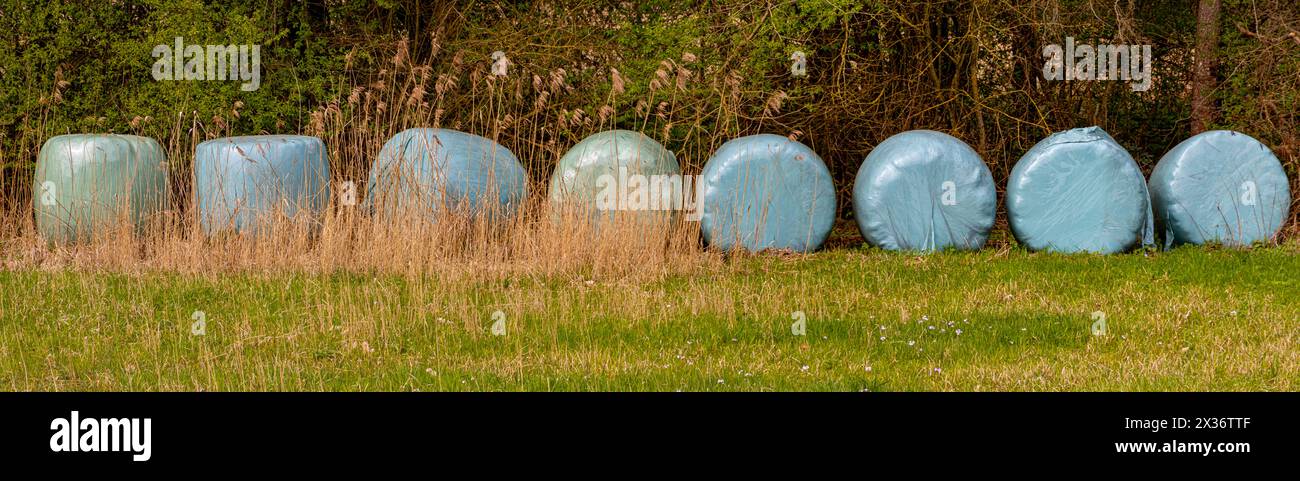 Balle di fieno avvolte in un foglio di plastica verde Foto Stock