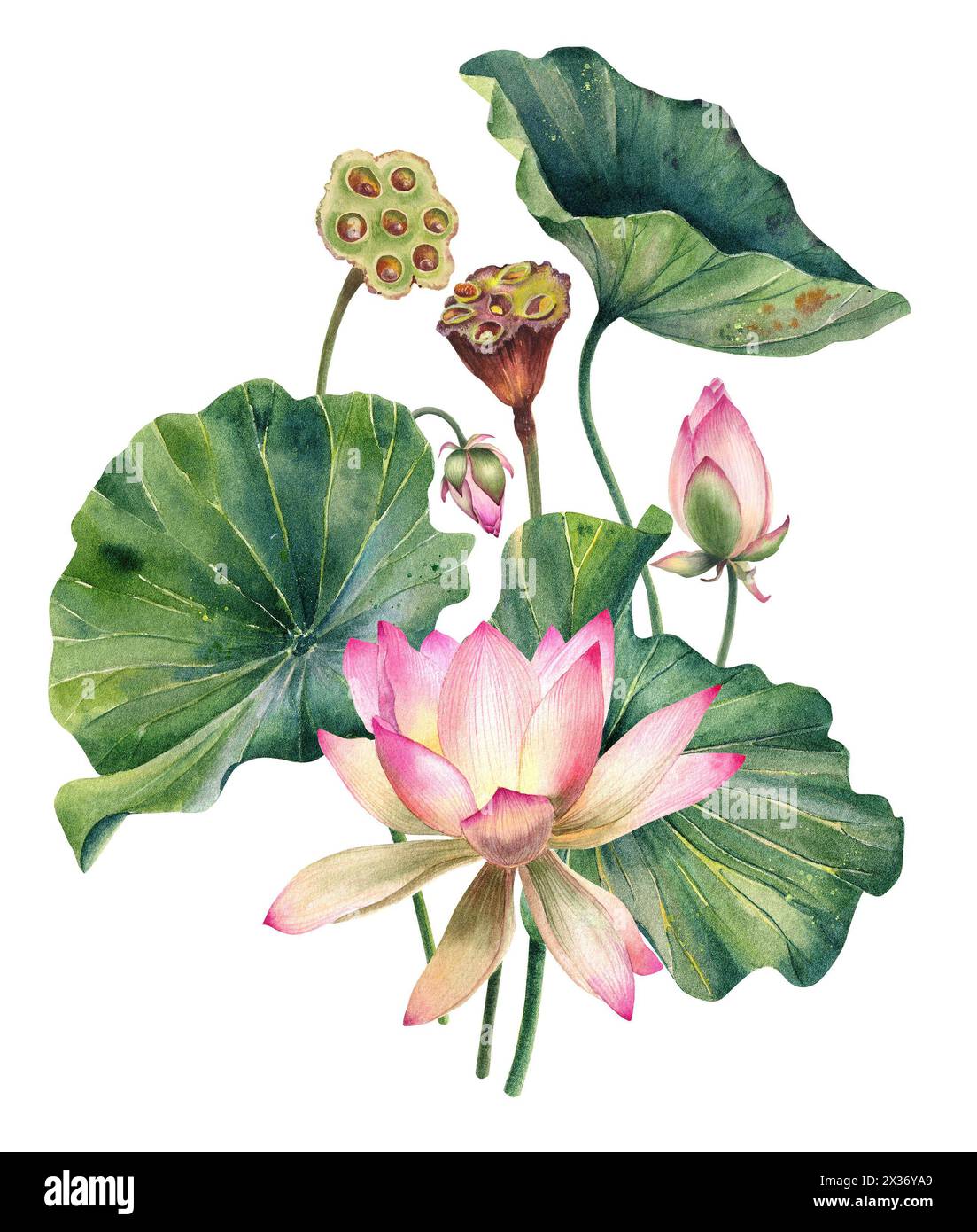 Set di fiori di loto, acquerello, realistico, illustrazioni di foglie, dipinto a mano, fiore d'acqua rosa, ninfee, semi, pittura botanica, floreale, centro benessere Foto Stock
