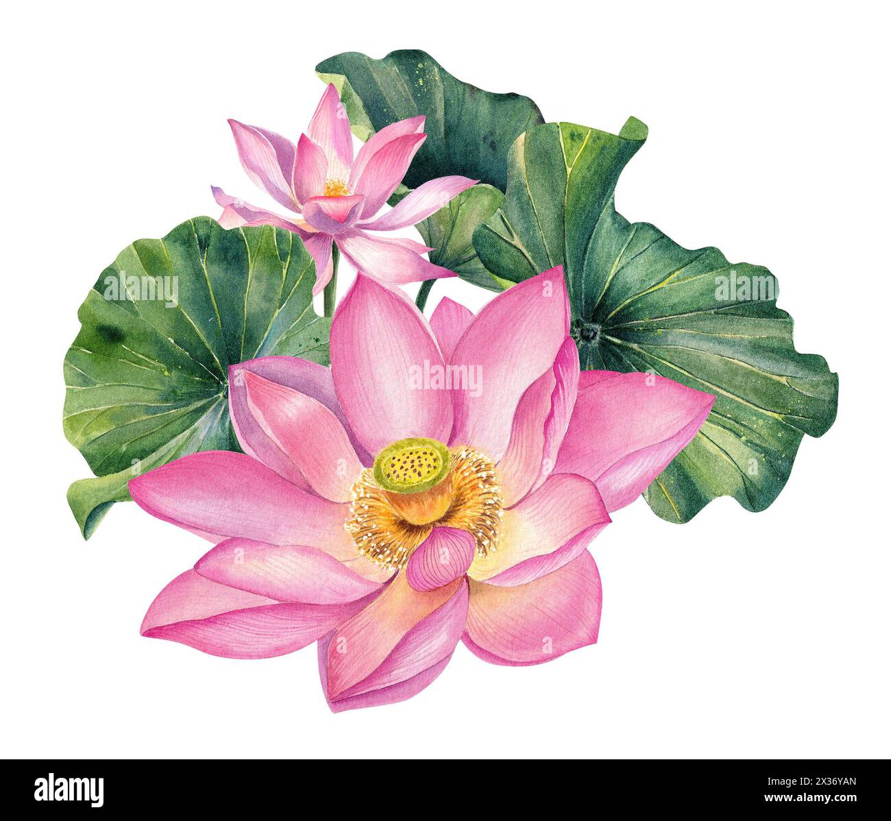 Set di fiori di loto, acquerello, realistico, illustrazioni di foglie, dipinto a mano, fiore d'acqua rosa, ninfee, semi, pittura botanica, floreale, centro benessere Foto Stock