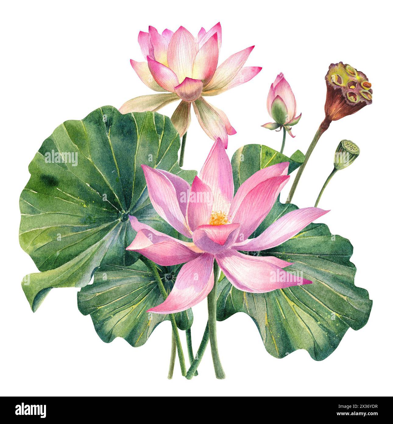 Set di fiori di loto, acquerello, realistico, illustrazioni di foglie, dipinto a mano, fiore d'acqua rosa, ninfee, semi, pittura botanica, floreale, centro benessere Foto Stock