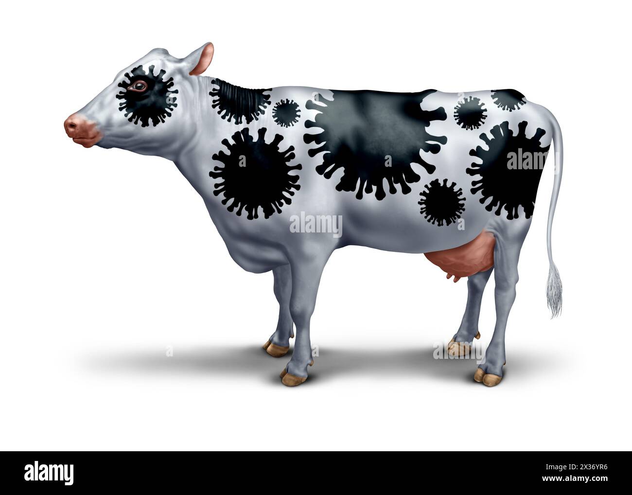 Focolaio di virus della mucca come simbolo del coronavirus bovino come simbolo di patologia agricola o gli effetti dell'influenza aviaria o aviaria come preoccupazione per la salute pubblica. Foto Stock