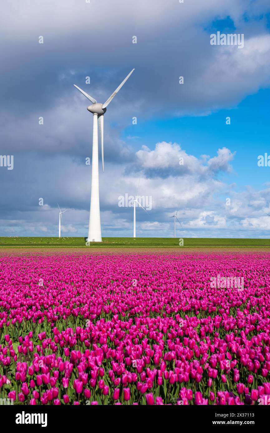 Una pittoresca scena di un mulino a vento in piedi sullo sfondo, circondato da un campo pieno di vibranti tulipani viola che ondeggiano nella brezza della primavera. Nei Paesi Bassi di Noordoostpolder Foto Stock