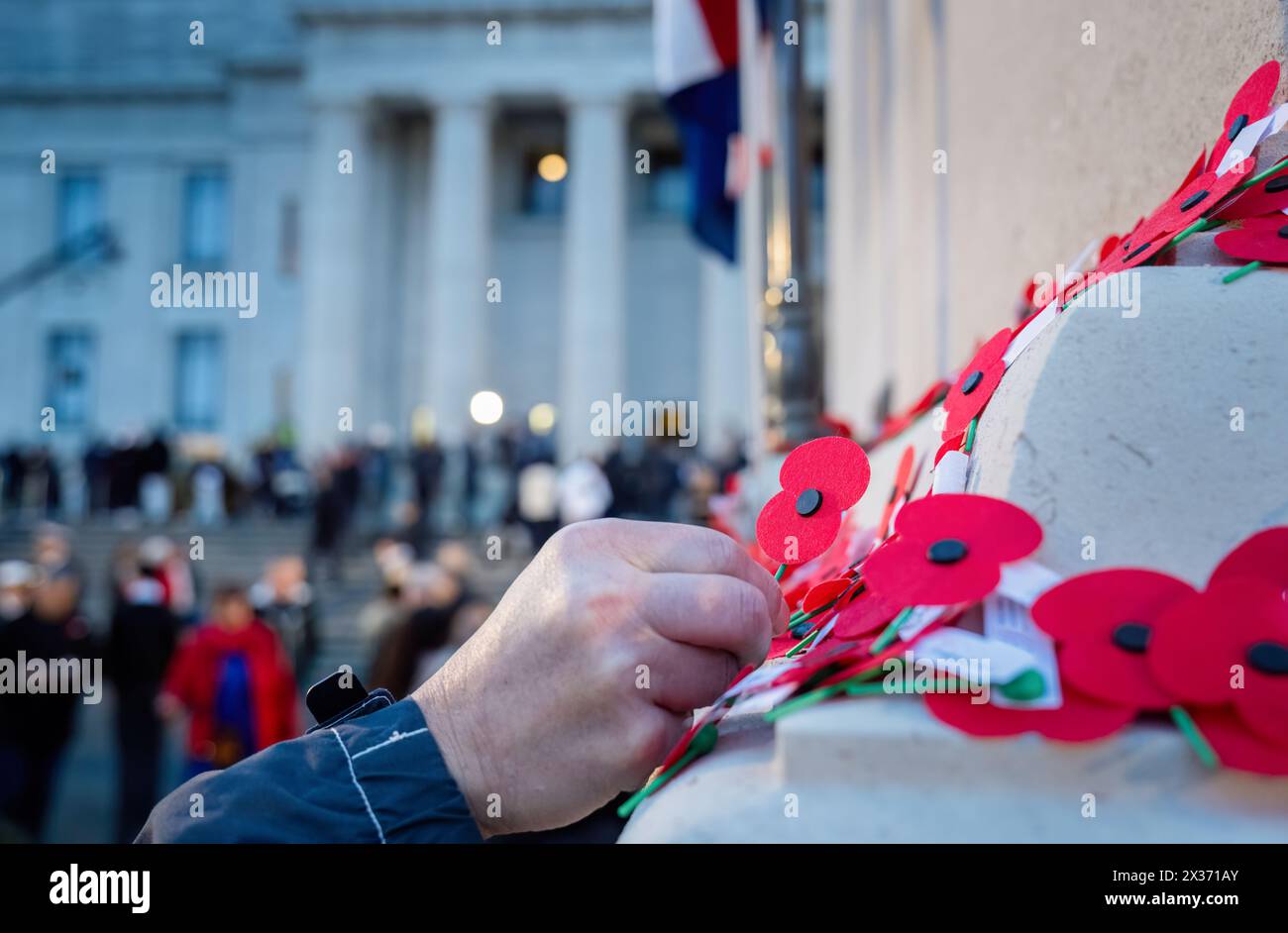 Mano che posiziona papaveri rossi sul muro alla Court of Honour. Commemorazione dell'Anzac Day. Dominio di Auckland. Nuova Zelanda. Foto Stock