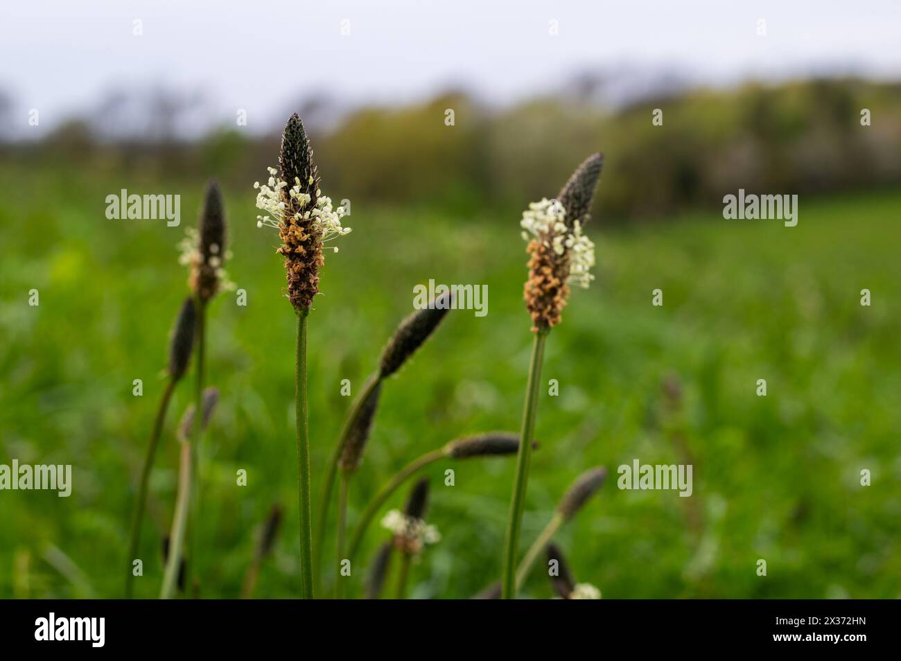 Ribwort Plaintain Flowers, Plantago lanceolata, vicino a Herstmonceux, Inghilterra Foto Stock