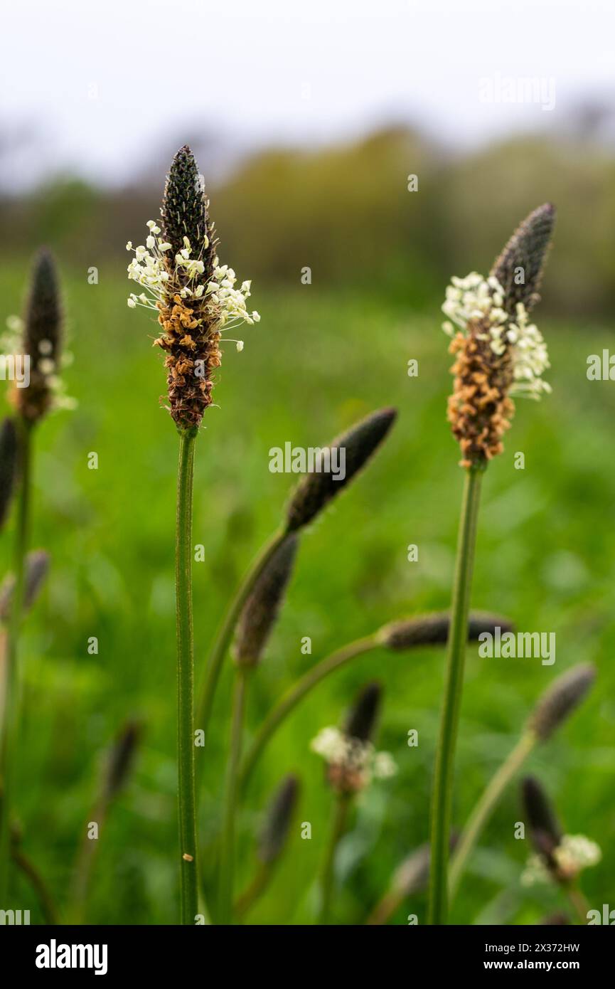 Ribwort Plaintain Flowers, Plantago lanceolata, vicino a Herstmonceux, Inghilterra Foto Stock