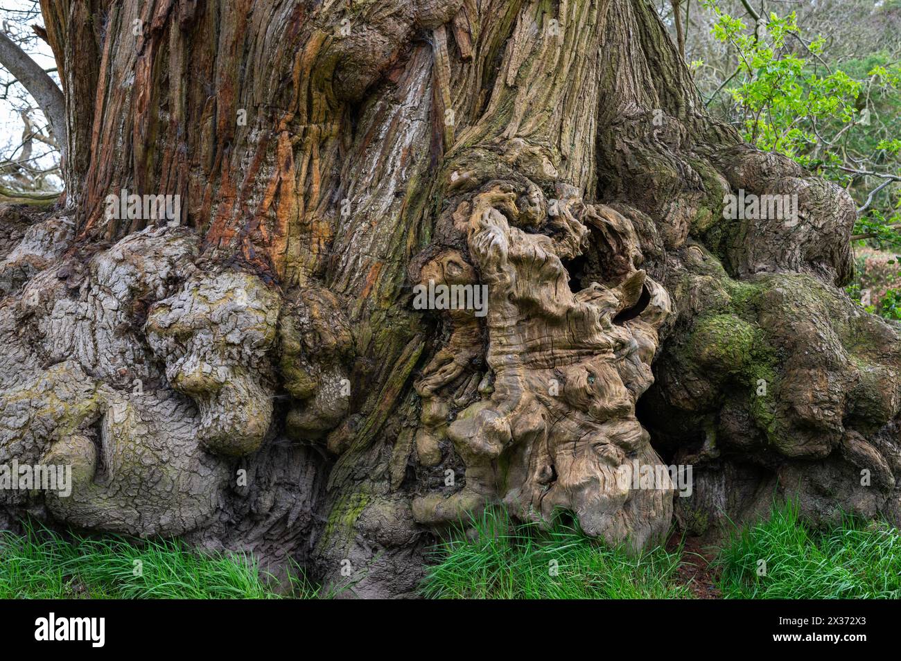 Vecchi tronchi di castagno con corteccia narrata, Herstmonceux, East Sussex, Inghilterra. Castanea sativa Foto Stock