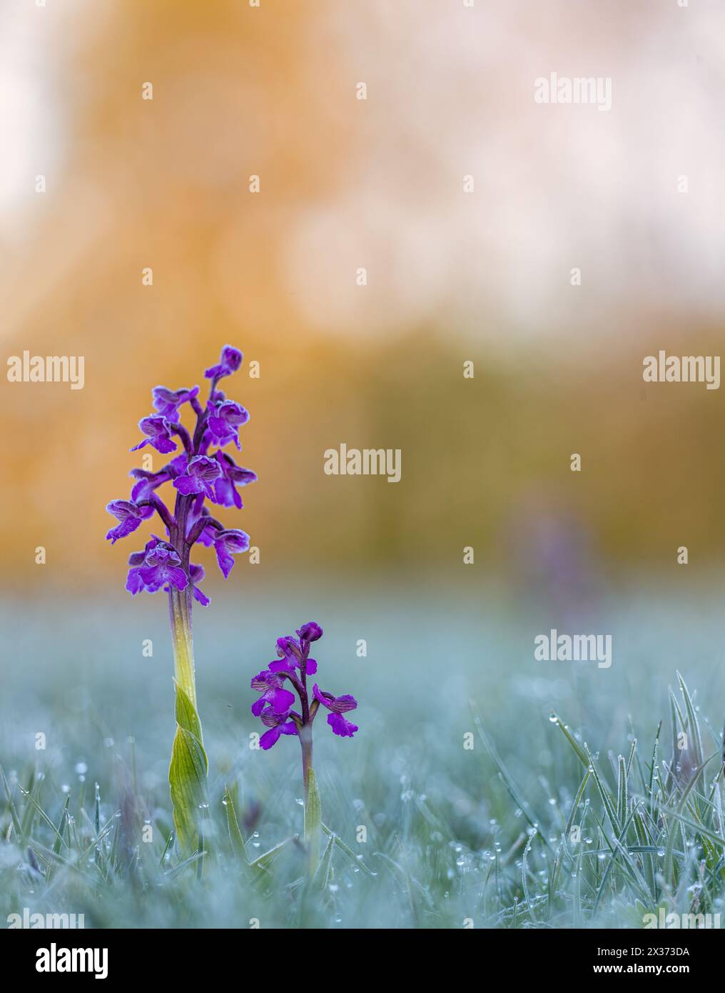 Un paio di orchidee alate verdi bordate di gelo. Foto Stock