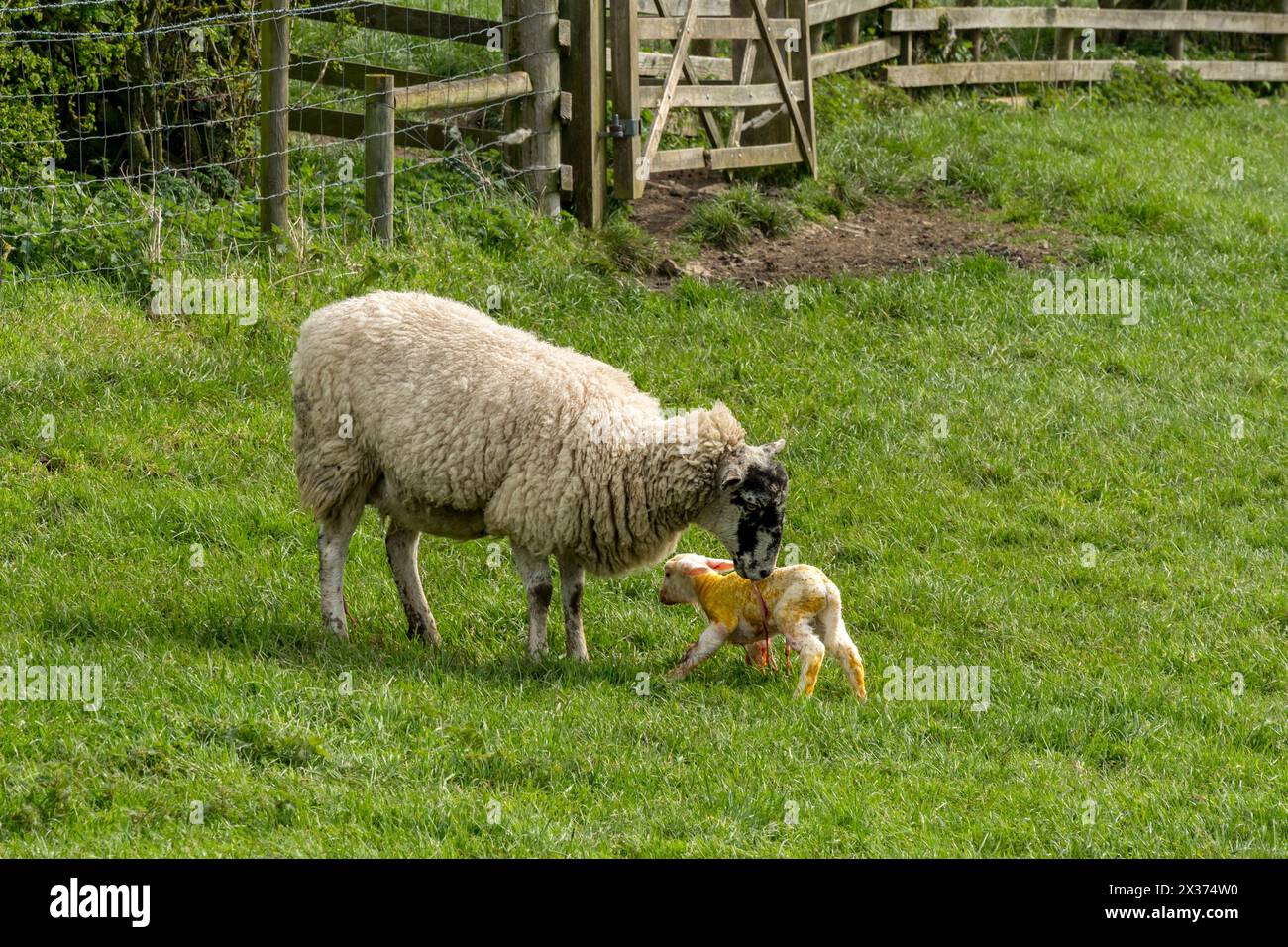 Pecora con agnello appena nato nato appena fuori e in piedi per la prima volta nel campo di erba, Leicestershire, Inghilterra, Regno Unito Foto Stock