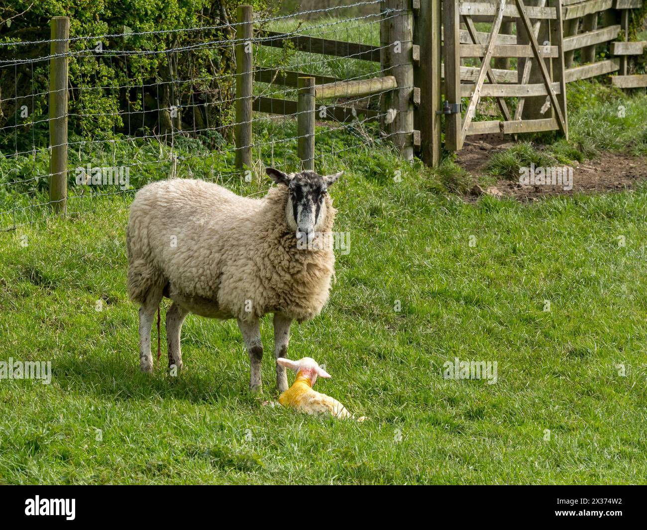 Pecora con agnello appena nato nato appena fuori nel campo di erba, Leicestershire, Inghilterra, Regno Unito Foto Stock