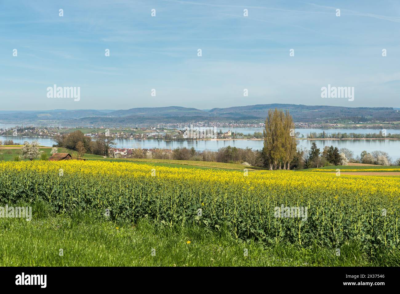 Paesaggio primaverile sul lago di Costanza, campo di canola in fiore con vista sull'isola di Reichenau, Ermatingen, Canton Thurgau, Svizzera Foto Stock