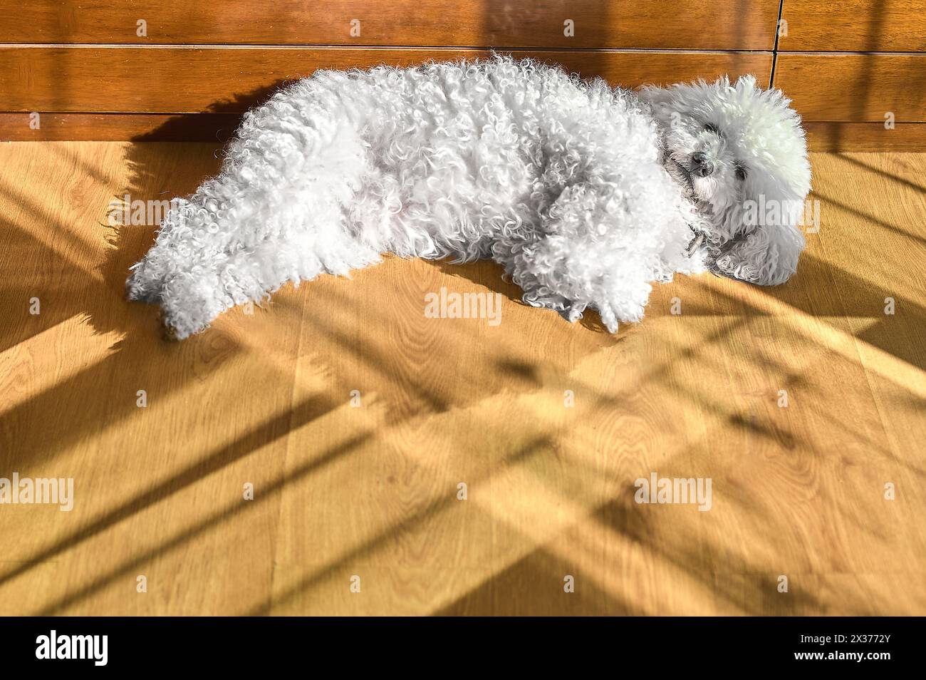 Un bichon maltese riposa pacificamente, il suo cappotto bianco brilla sotto la luce del sole. Foto Stock
