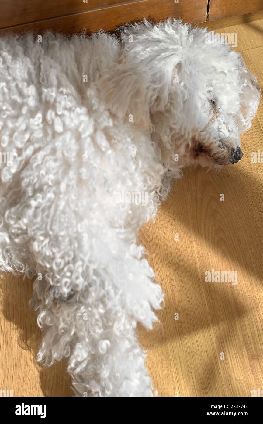 Evocativa cattura del momento tranquillo di un bichon maltese, con il sole che accarezza il suo morbido cappotto bianco. Foto Stock