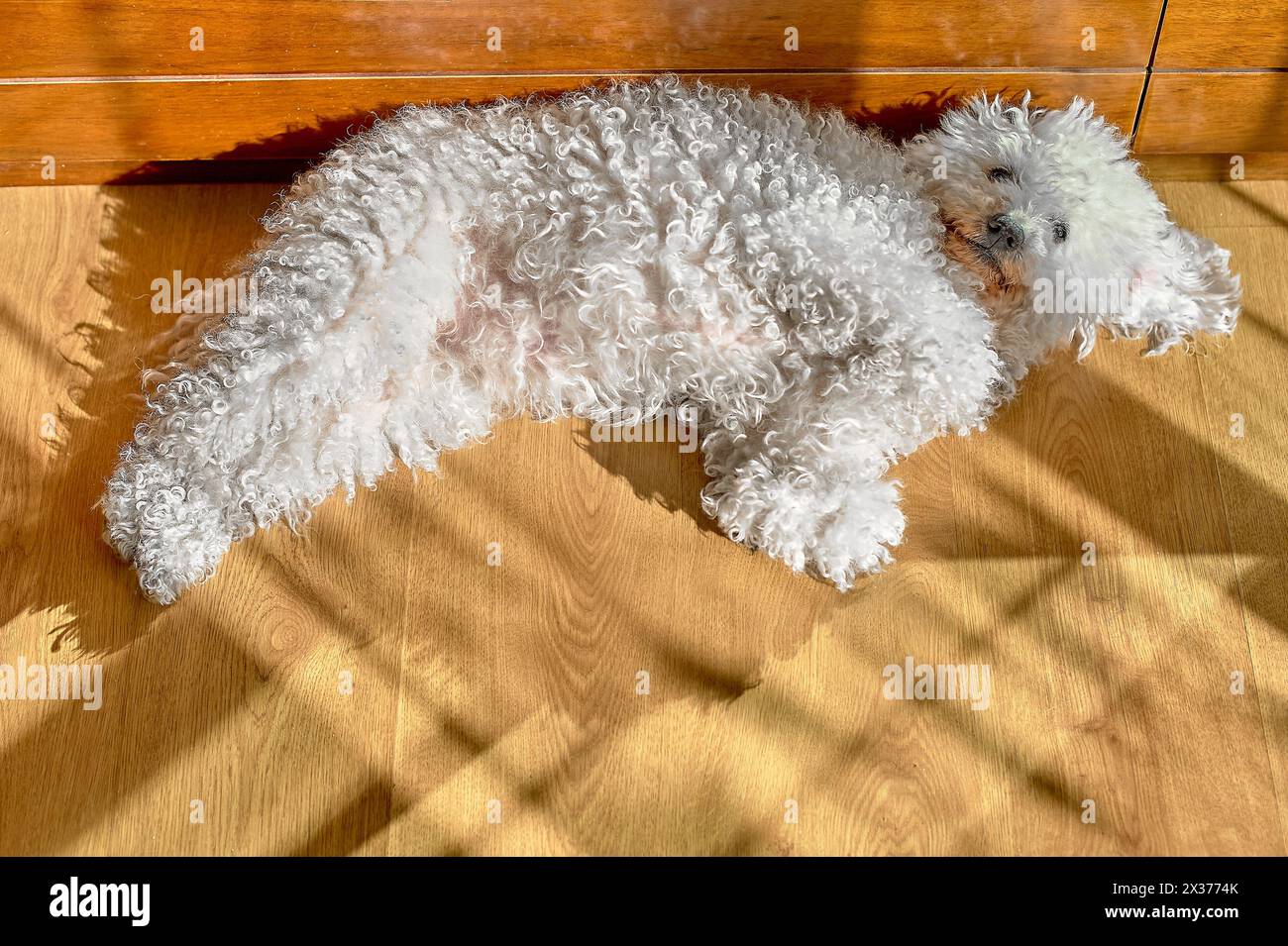 Immagine serena di un bichon maltese riposato, il suo cappotto bianco brilla sotto la luce del sole. Foto Stock