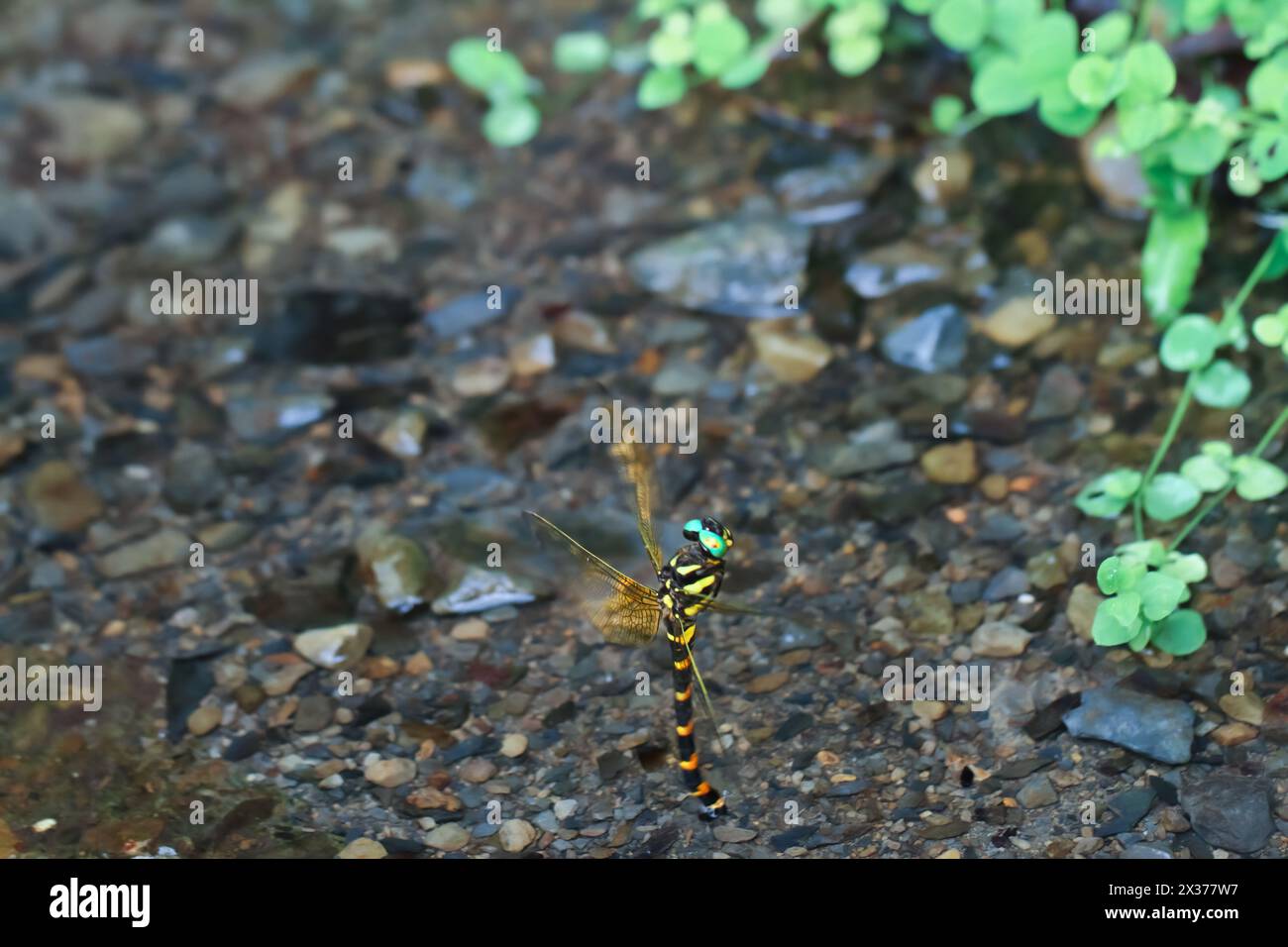 La vivace dragonfly klossi Anotogaster si libra sulle acque cristalline, mostrando i suoi colori e motivi sorprendenti. Scattata a metà volo, mostrando agilità Foto Stock