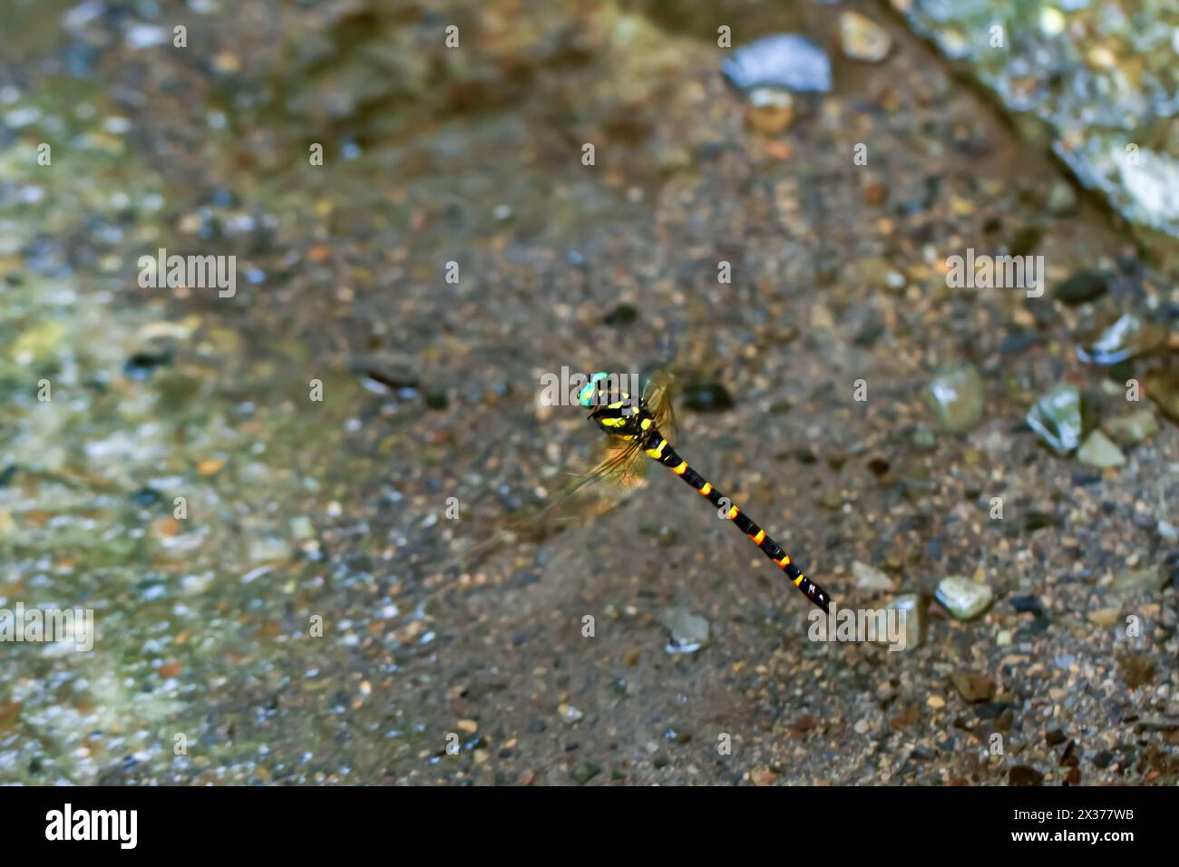 La vivace dragonfly klossi Anotogaster si libra sulle acque cristalline, mostrando i suoi colori e motivi sorprendenti. Scattata a metà volo, mostrando agilità Foto Stock