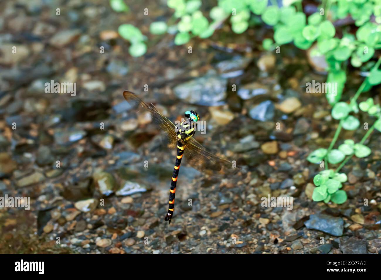 La vivace dragonfly klossi Anotogaster si libra sulle acque cristalline, mostrando i suoi colori e motivi sorprendenti. Scattata a metà volo, mostrando agilità Foto Stock