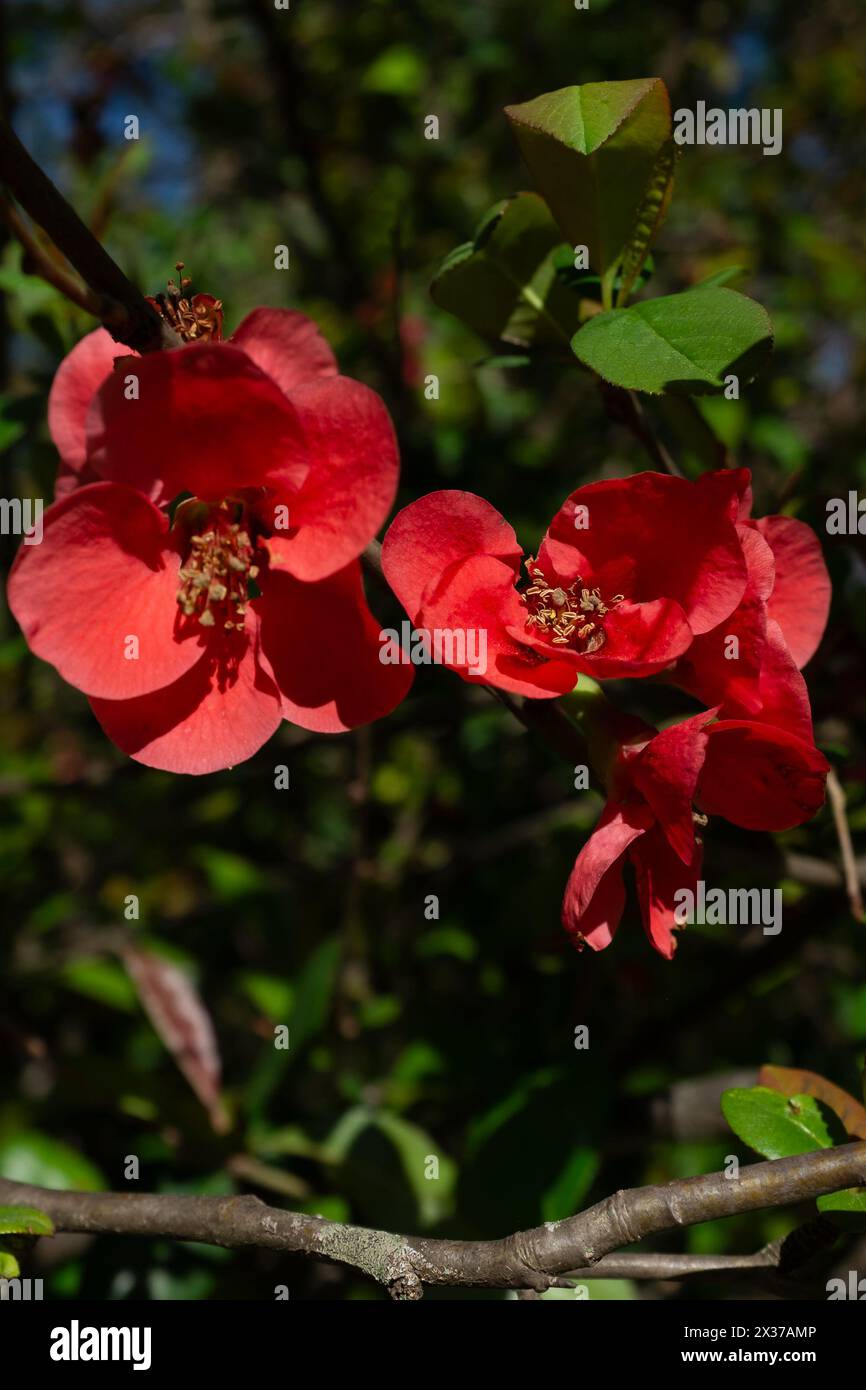 I fiori rossi di una cotogna giapponese (Chaenomeles speciosa Sweet nakai) (verticale) Foto Stock