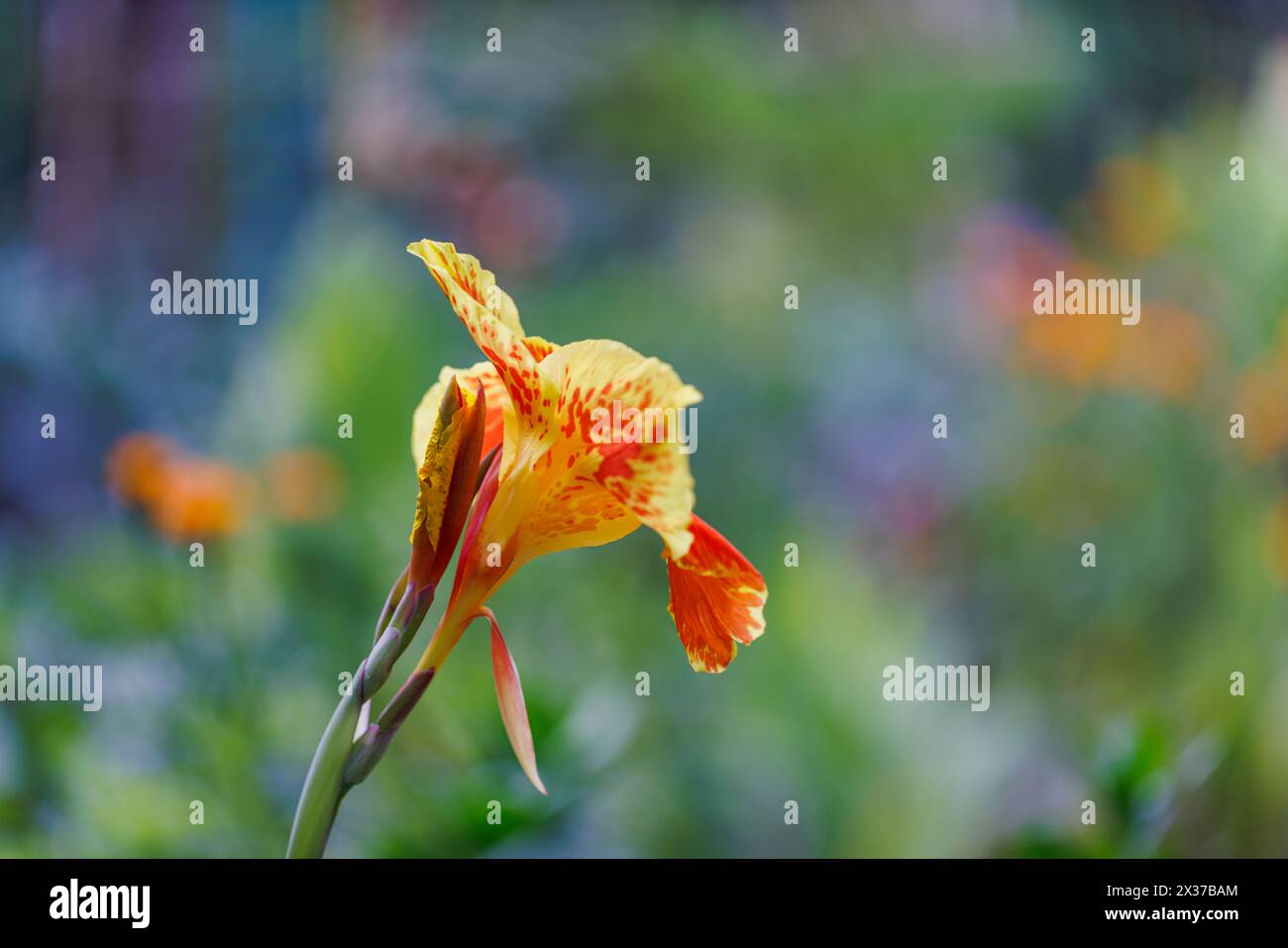 Foglie tropicali sfocate luminose e tranquille e colorate esotiche fioriture di giglio, vivaci colori e sfondo naturale. Flora ravvicinata nella natura estiva tranquilla Foto Stock
