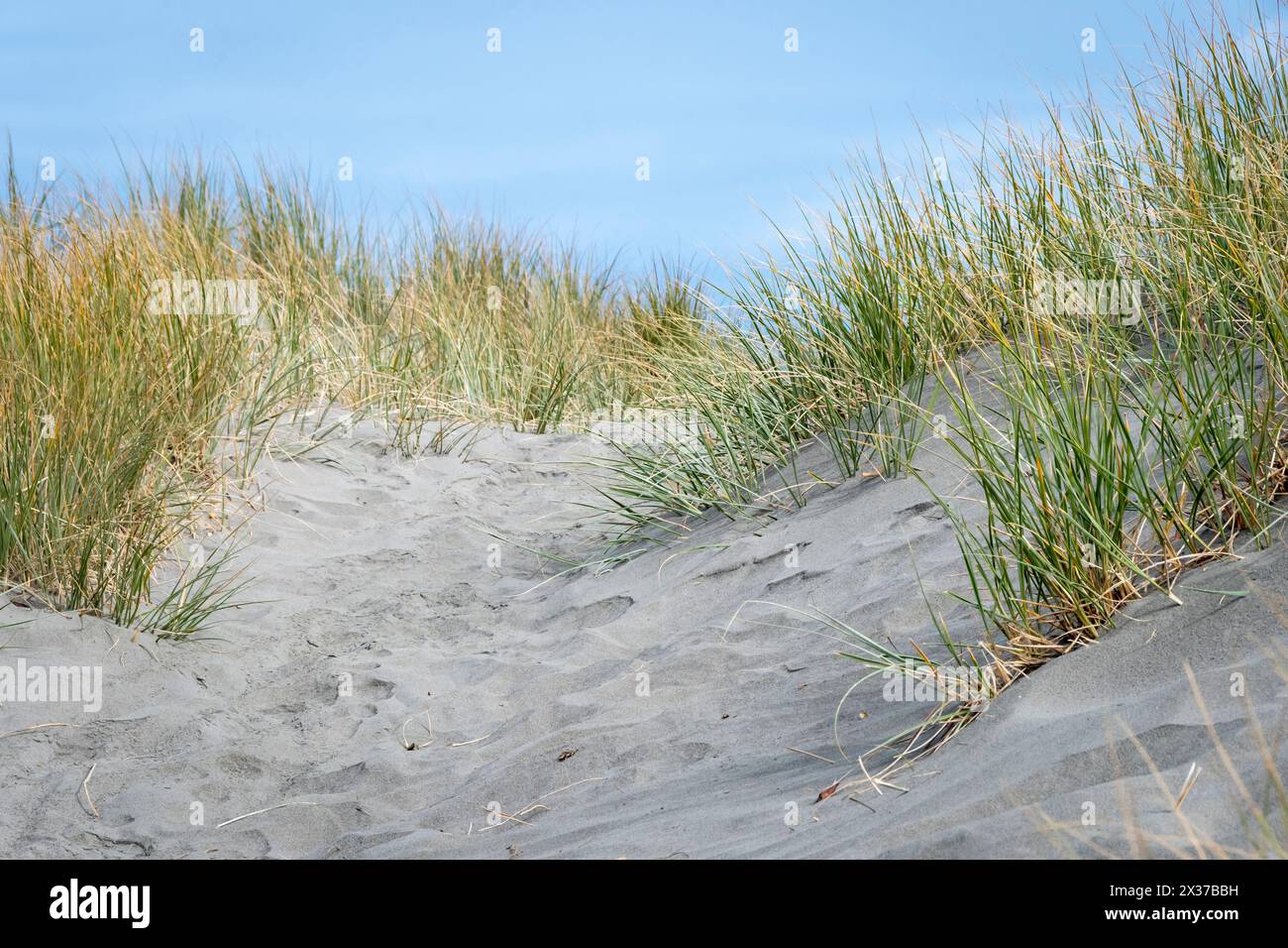 Dune di sabbia, Waikanae Beach, Wellington, North Island, nuova Zelanda Foto Stock