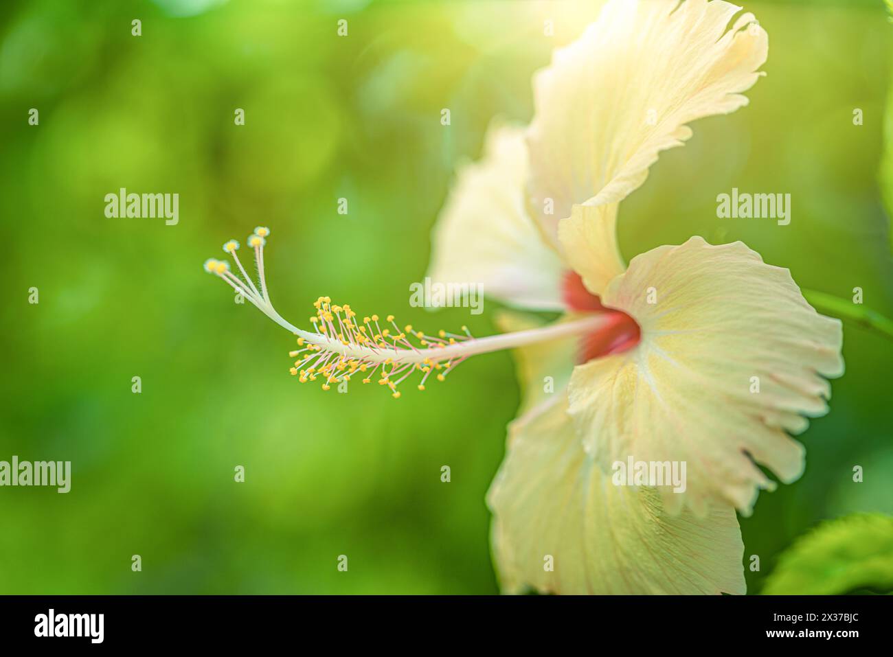 Fiore della natura macro. Esotico giardino tropicale o parco naturale con ravvicinato fiore di ibisco dalla bellezza morbida. Luce del sole verde sereno sfocato e lussureggiante fogliame Foto Stock