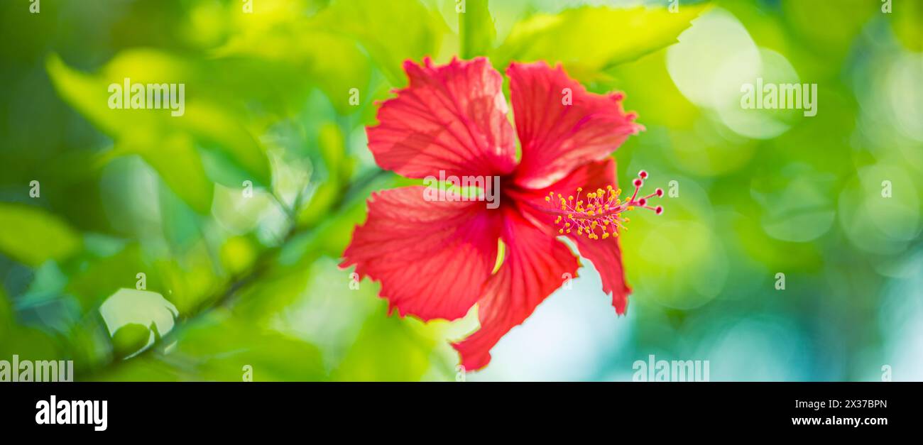 Fiore della natura macro. Esotico giardino tropicale o parco naturale con ravvicinato fiore di ibisco dalla bellezza morbida. Luce del sole verde sereno sfocato e lussureggiante fogliame Foto Stock