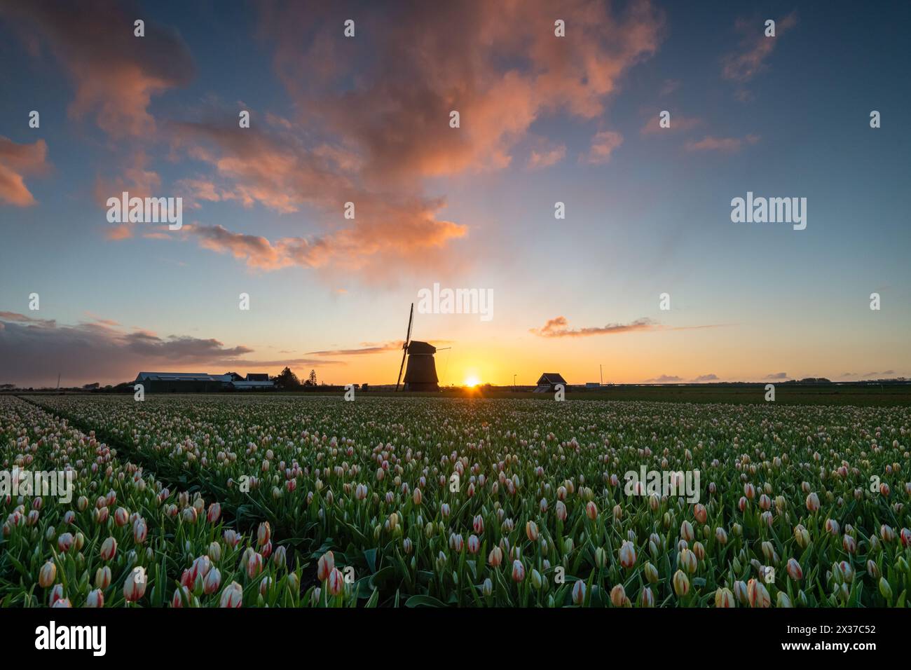 Campo di tulipani olandesi all'alba con la silhouette di un mulino a vento Foto Stock