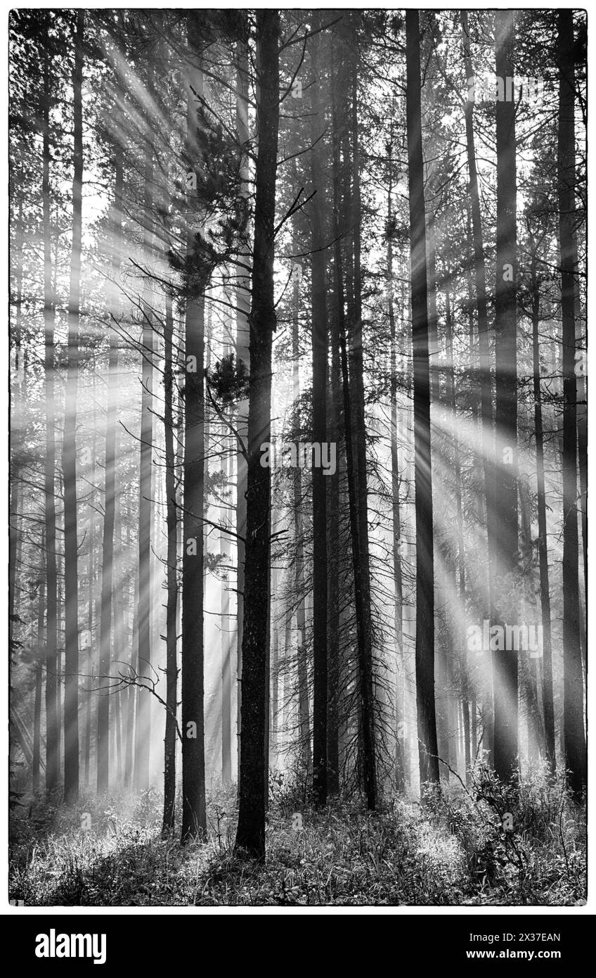 Alberi verticali nella foresta con il sole che splende attraverso la nebbia degli alberi che emettono raggi di luce - bianco e nero Foto Stock
