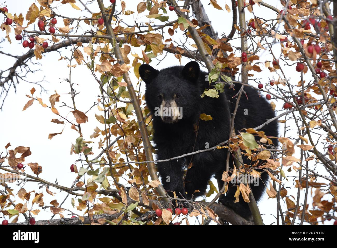 orso nero in un melo di granchio in autunno mangiando le mele con le foglie autunnali nei colori rosso arancio e giallo 02 Foto Stock