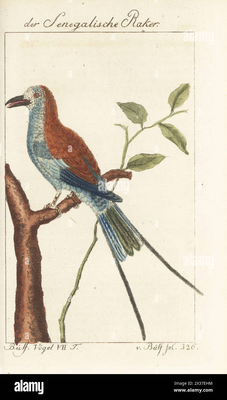 Rullo abissino o rullo Senegal, Coracias abyssinicus. Der Senegalische Raker, Die Senegalracke, le Rollier d'Abyssinie, Coracias abyssinica. Incisione su lastra di rame colorata a mano dopo un'illustrazione di Francesco-Nicolas Martinet dall'edizione di Bernhard Christian otto di Naturgeschichte der Vogel del conte di Buffon, storia naturale degli uccelli, Ben Joachim Pauli, Berlino, 1781. Foto Stock