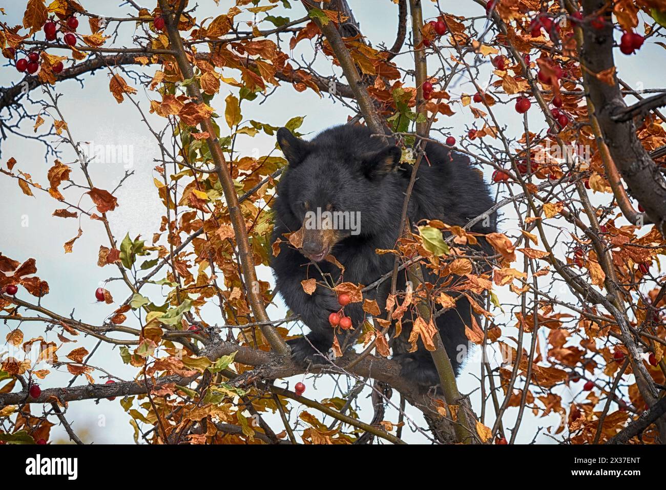 orso nero in un melo di granchio in autunno mangiando le mele con le foglie autunnali nei colori rosso arancio e giallo 01 Foto Stock