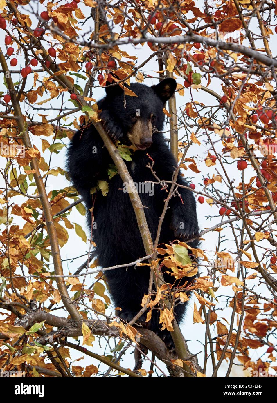 orso nero in piedi in un melo di granchio in autunno mangiando le mele con le foglie autunnali nei colori rosso arancio e giallo Foto Stock