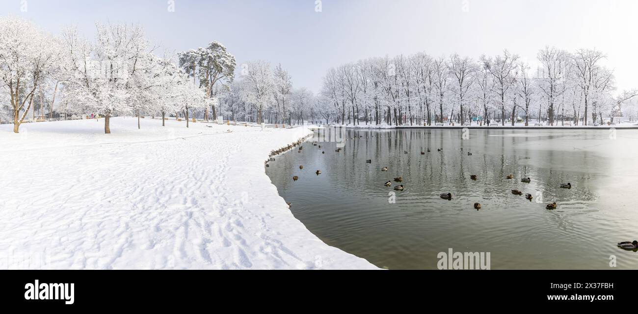 Panorama di un parco innevato in inverno con alberi ghiacciati, uno stagno e anatre sotto un cielo soffice. Scena di paesaggio stagionale freddo. Natura scenografica, tranquilla natura esterna bianca e calma Foto Stock