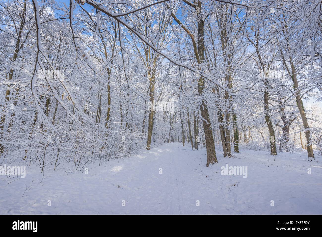 Foresta invernale innevata con alberi coperti di neve e sentiero attraverso un bosco ghiacciato. Scena naturale stagionale fredda. Paesaggio scenico tranquillo all'aperto bianco Foto Stock